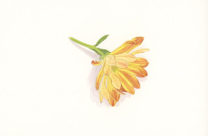 autumnal_composite_6.jpeg