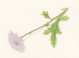 mauve_mum_2.jpeg