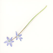 Scilla 1.jpeg