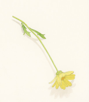 yellow_composite_6.jpeg