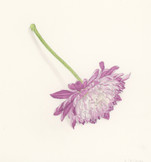 mauve_mum_6.jpeg