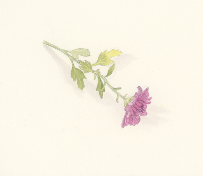 mauve_mum_5.jpeg