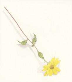 yellow_composite_3.jpeg