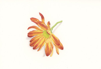 autumnal_composite_5.jpeg