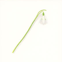 Snowdrop 3.jpeg