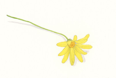 yellow_composite_2.jpeg