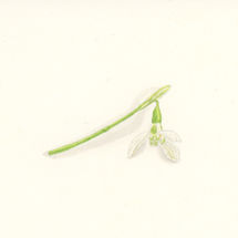 Snowdrop 4.jpeg