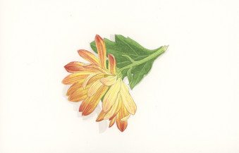 autumnal_composite_1.jpeg
