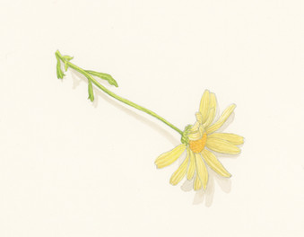 yellow_composite_7.jpeg