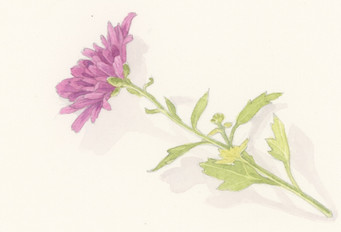 mauve_mum_7.jpeg