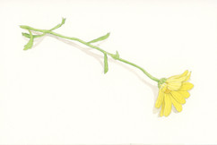yellow_composite_1.jpeg