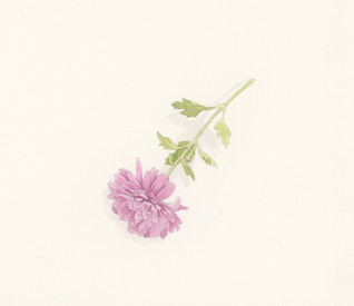 mauve_mum_4.jpeg