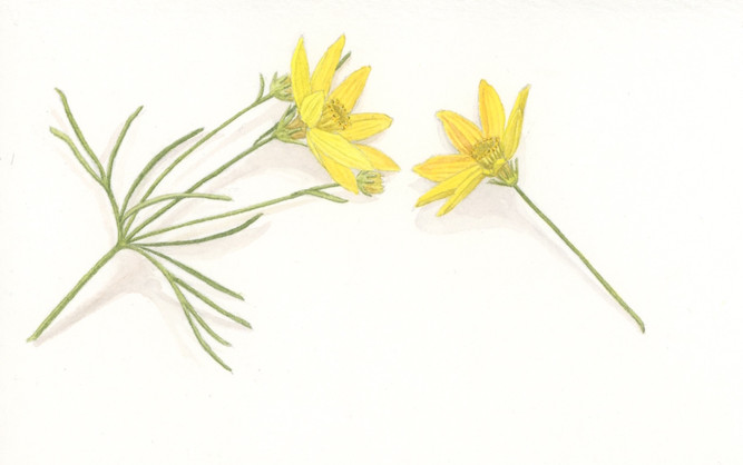 yellow_coreopsis_2.jpeg