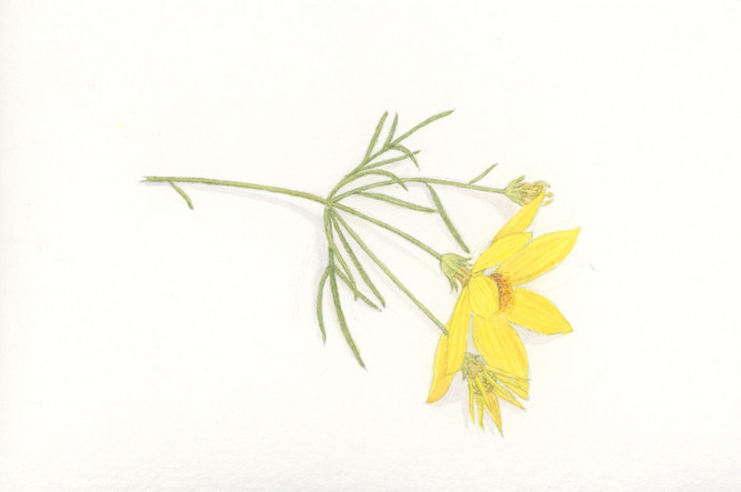 yellow_coreopsis_1.jpeg