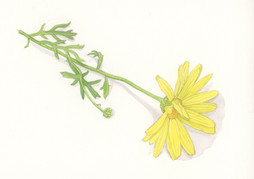 yellow_composite_4.jpeg
