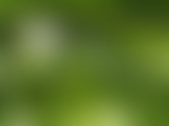 PALM SUNDAY-Meditation and metaphor