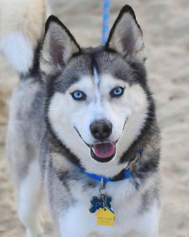 happy-husky-jackie-warinner.jpg