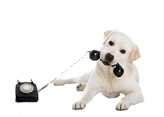 animal-communication_edited.png
