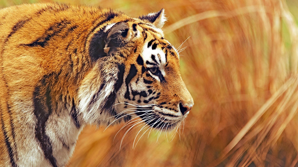 tigre 2.jpeg