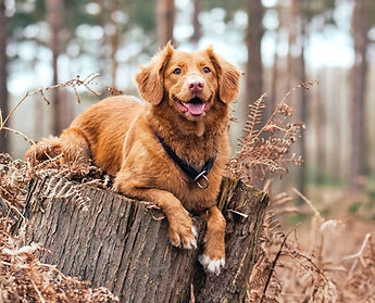 télécharger (1).jpg