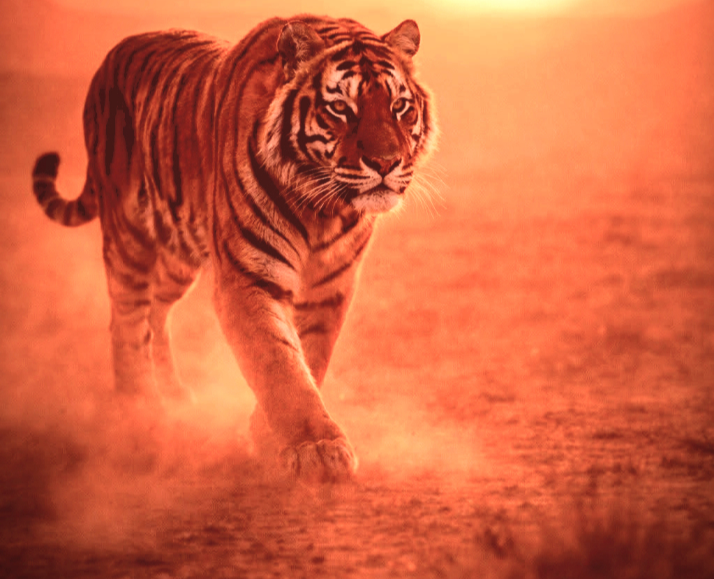 Tigre_edited_edited_edited_edited_edited