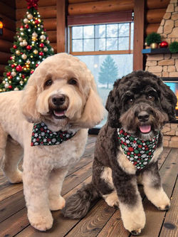 603746359_1683831626280518_1756339391333655399_n