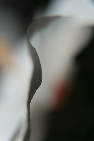 pétale de fleurs d'hibiscus macro