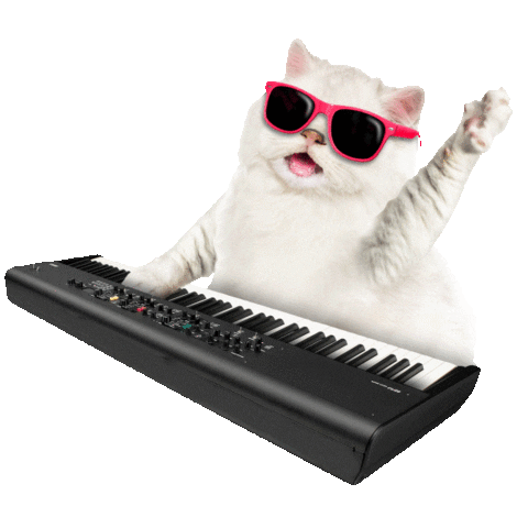 cat.gif