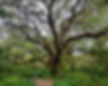 Live-Oak-Spanish-Moss.jpg
