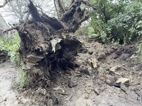 Emergency Oak Removal 