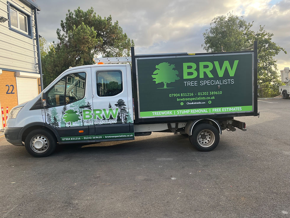 tree surgeon near me