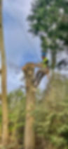 Tree Surgeon Near me