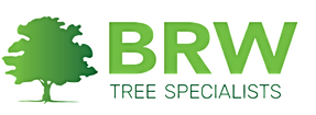 Dorset tree surgeons 