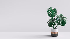 potted plant.jpeg