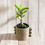 Thumbnail: Potted Plant -  Crown of Thorns