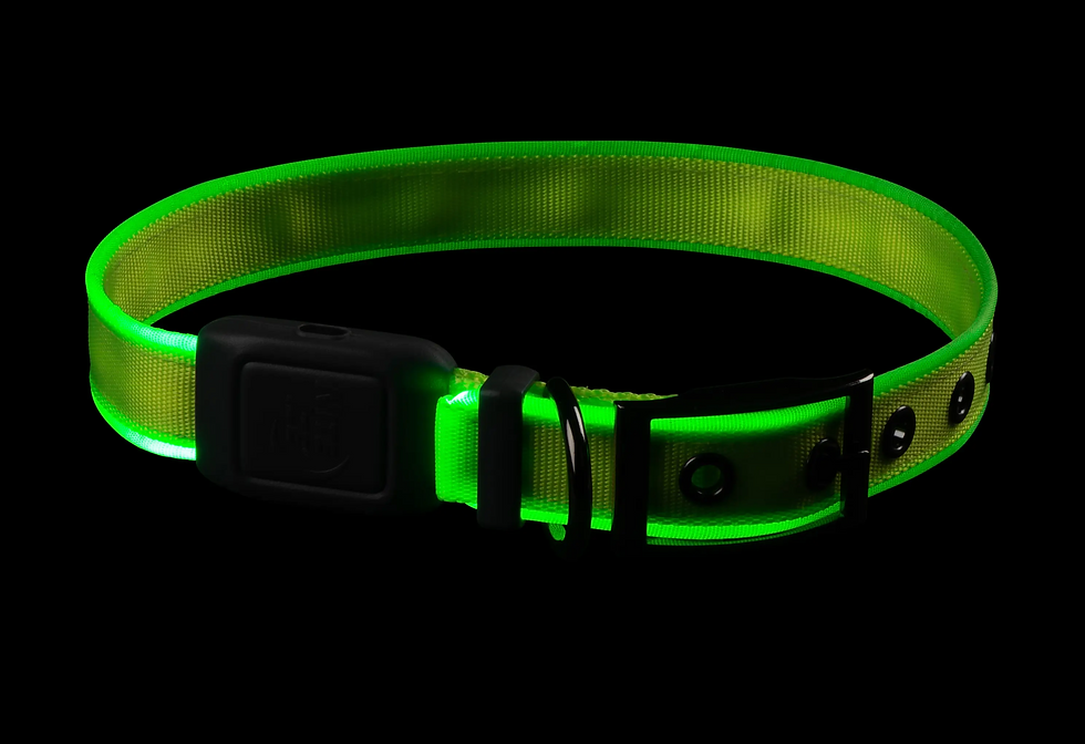 الصورة المصغرة: MEDIUM LED Rechargeable Dog Collar