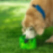 GREEN Portable Collapsible Dog Travel Bowl with Clip