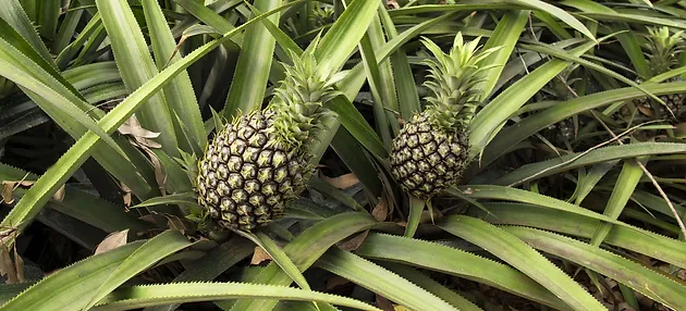how many pineapples per plant