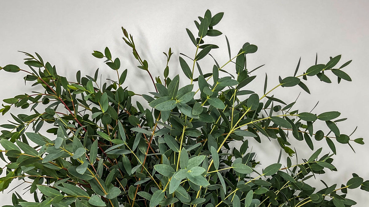Bulk Greenery (Eucalyptus, Italian Ruscus)