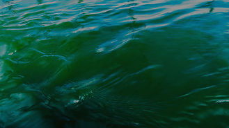 photo-bassin-spiruline-petite-1 (1)_edited_edited.jpg