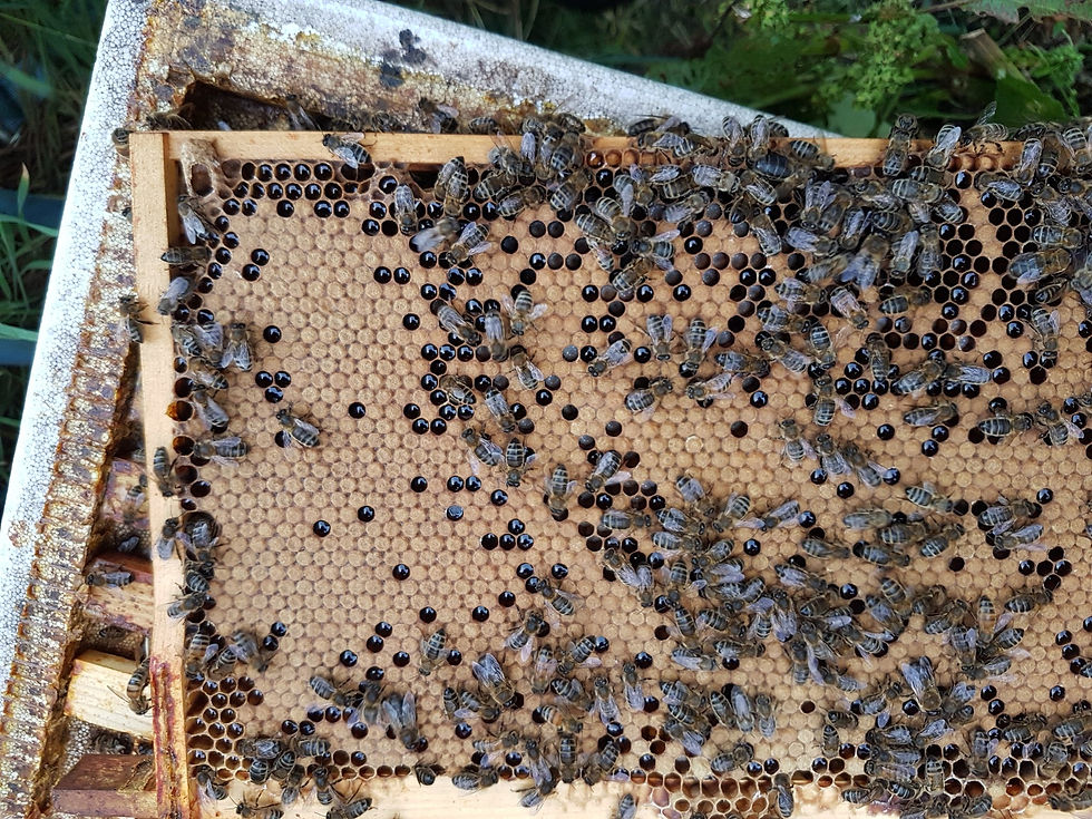 Thumbnail: Scottish Bees