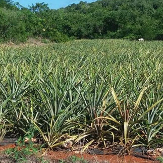 Pineapple fields in Eleuthera