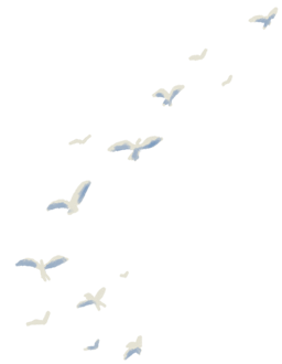 birds - Copy.PNG