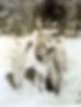 Dorothy Farthing 1931.jpg