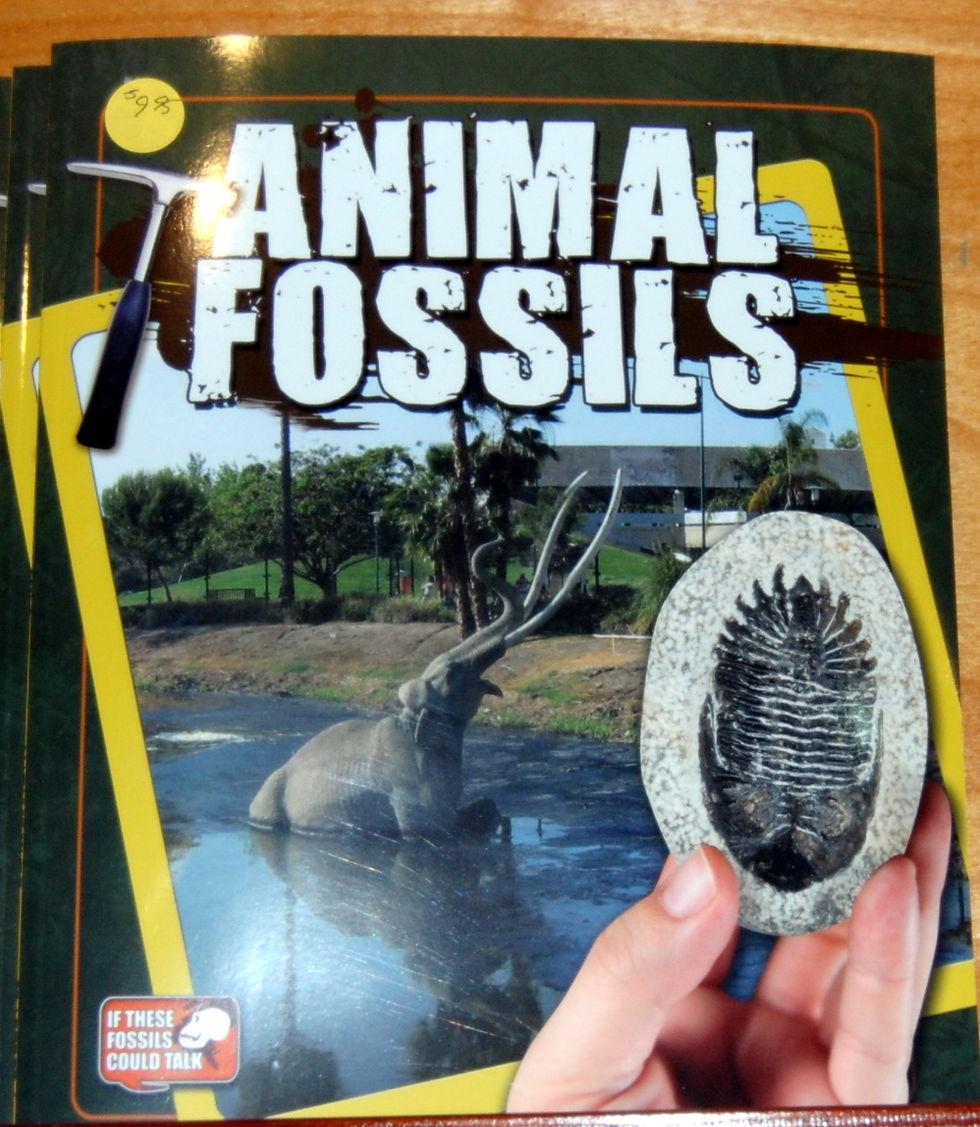 Animal Fossils by Natalie Hyde