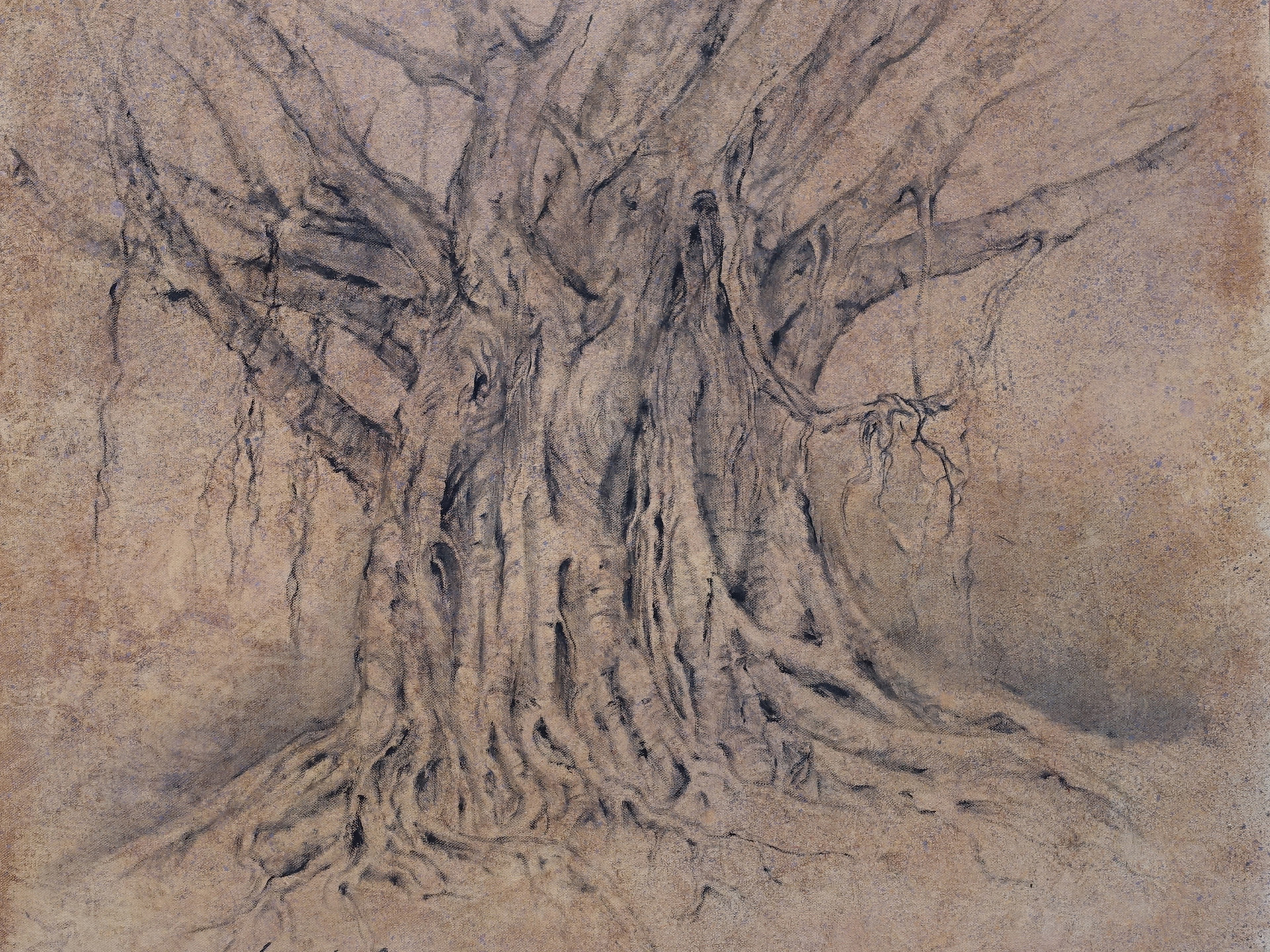 Wild Figtree Clanwilliam South Africa 70x70 cm