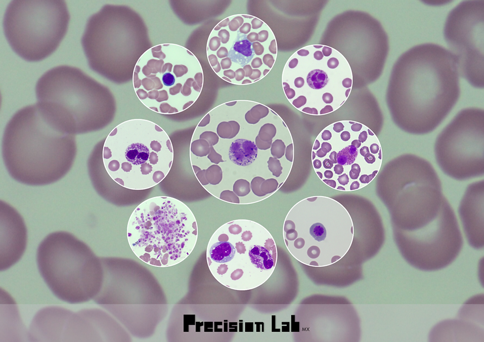 POSTER (A4 (horizontal)).png