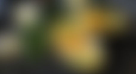 Após os exageros da época festiva, cuide do seu fígado!