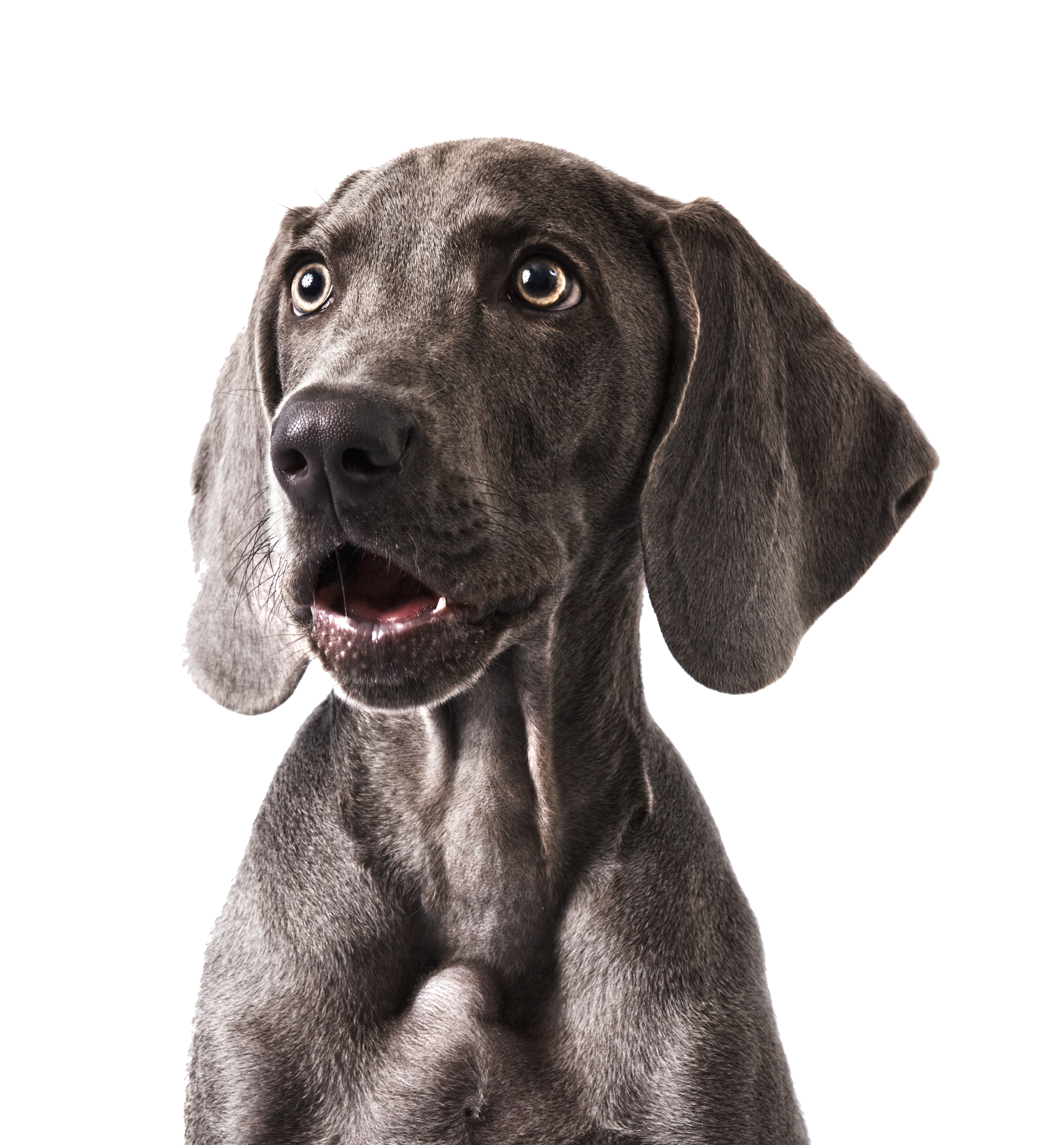 hondje.png