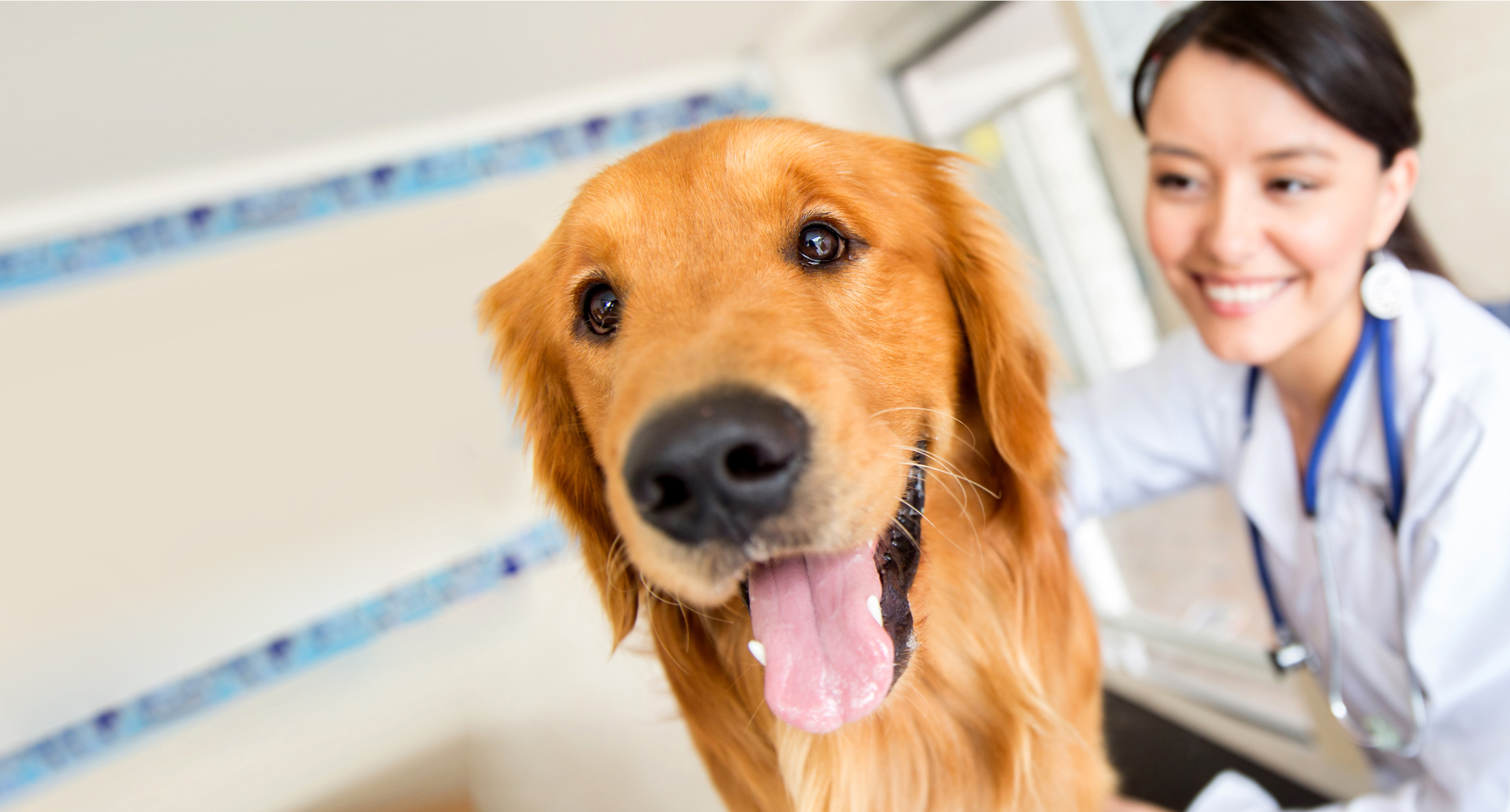 P3 Veterinary Partners and CoVet Join Forces to Enhance Veterinary Efficiency Across Canada